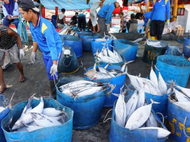 047368700_1522332201-20180329-Ikan-AY5